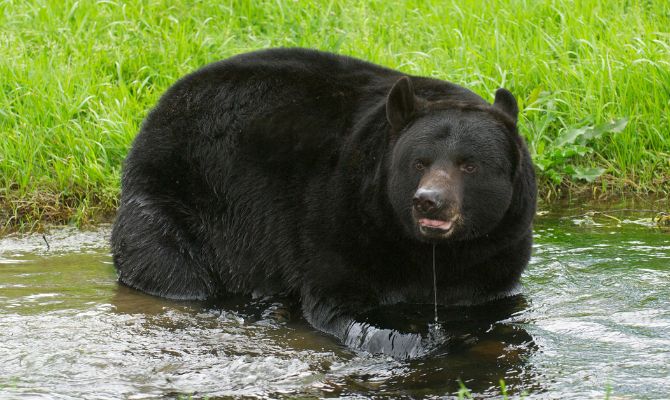 What to Do if You Come Across a Black Bear