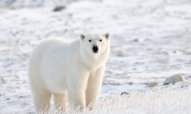 polar bear encounter