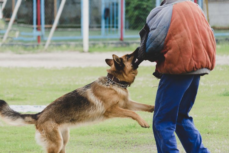 how to stop a dog attack