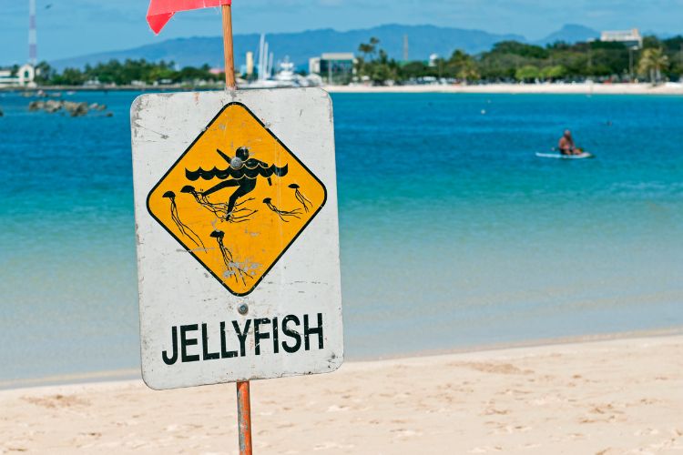 how to treat a jellyfish sting at the beach