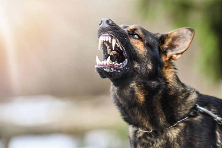 what to do if a dog attacks you